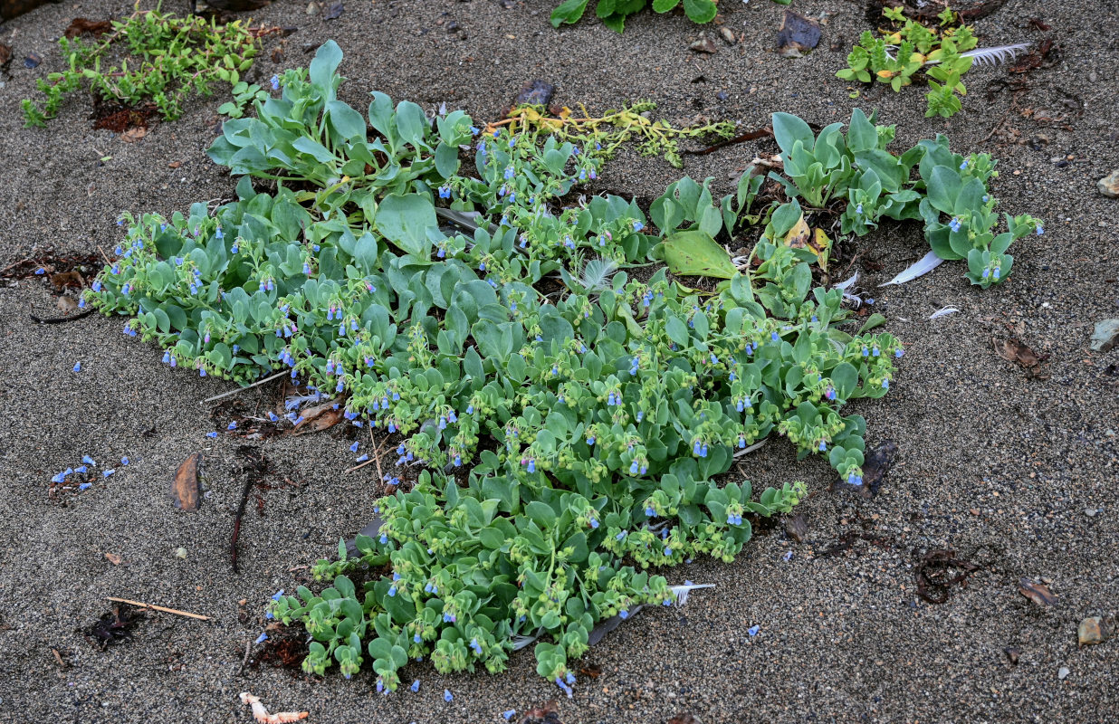 Image of Mertensia maritima specimen.