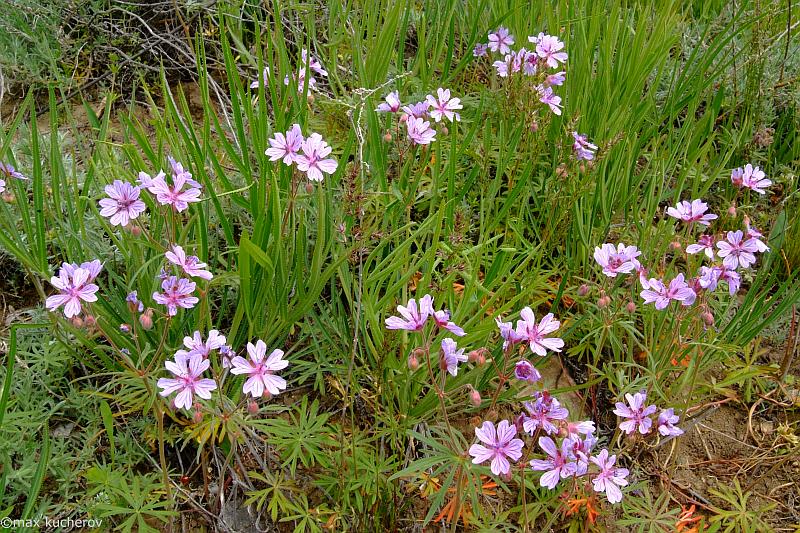 Изображение особи Geranium linearilobum.