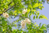 Robinia pseudoacacia. Верхушка ветви с соцветиями. Израиль, г. Бат-Ям, в культуре. 19.04.2023.