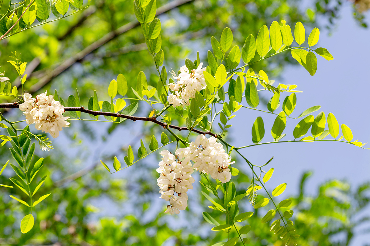 Изображение особи Robinia pseudoacacia.