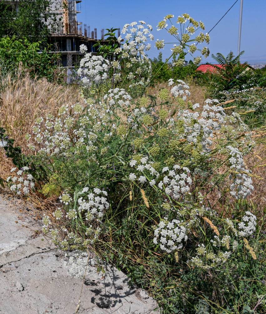 Изображение особи Astrodaucus orientalis.