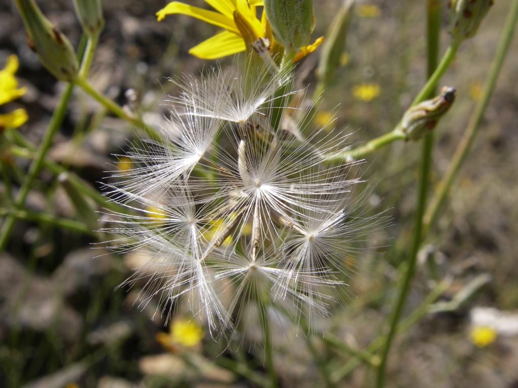 Image of genus Chondrilla specimen.