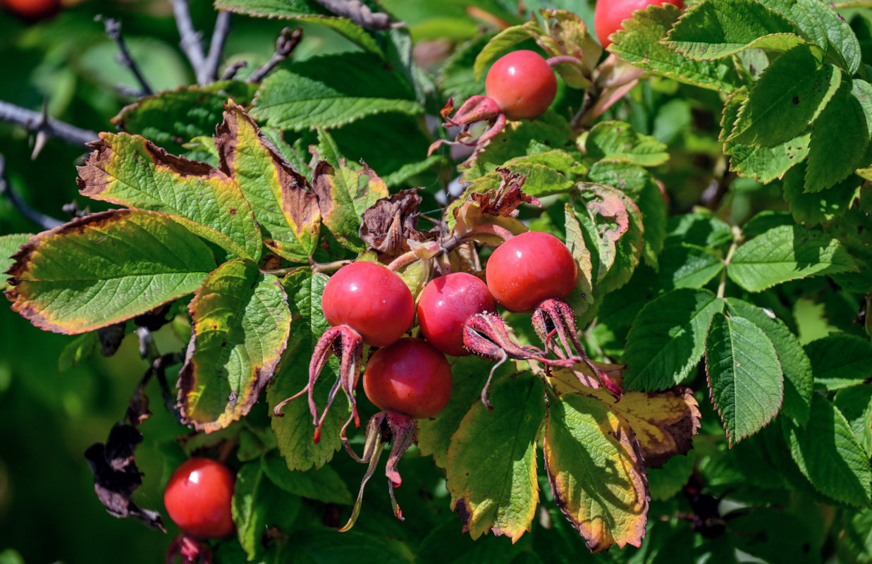 Изображение особи Rosa rugosa.