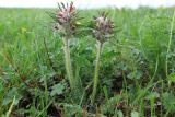 Pedicularis wilhelmsiana