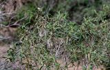 Cistus monspeliensis