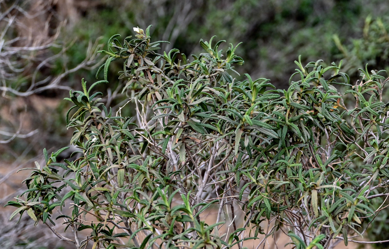 Изображение особи Cistus monspeliensis.