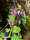 Lamium purpureum. Верхушка побега с соцветиями. Краснодарский край, г/о Сочи, Адлерский р-н, ущ. Ахцу, дорога вдоль отвесной скалы. 22.04.2022.