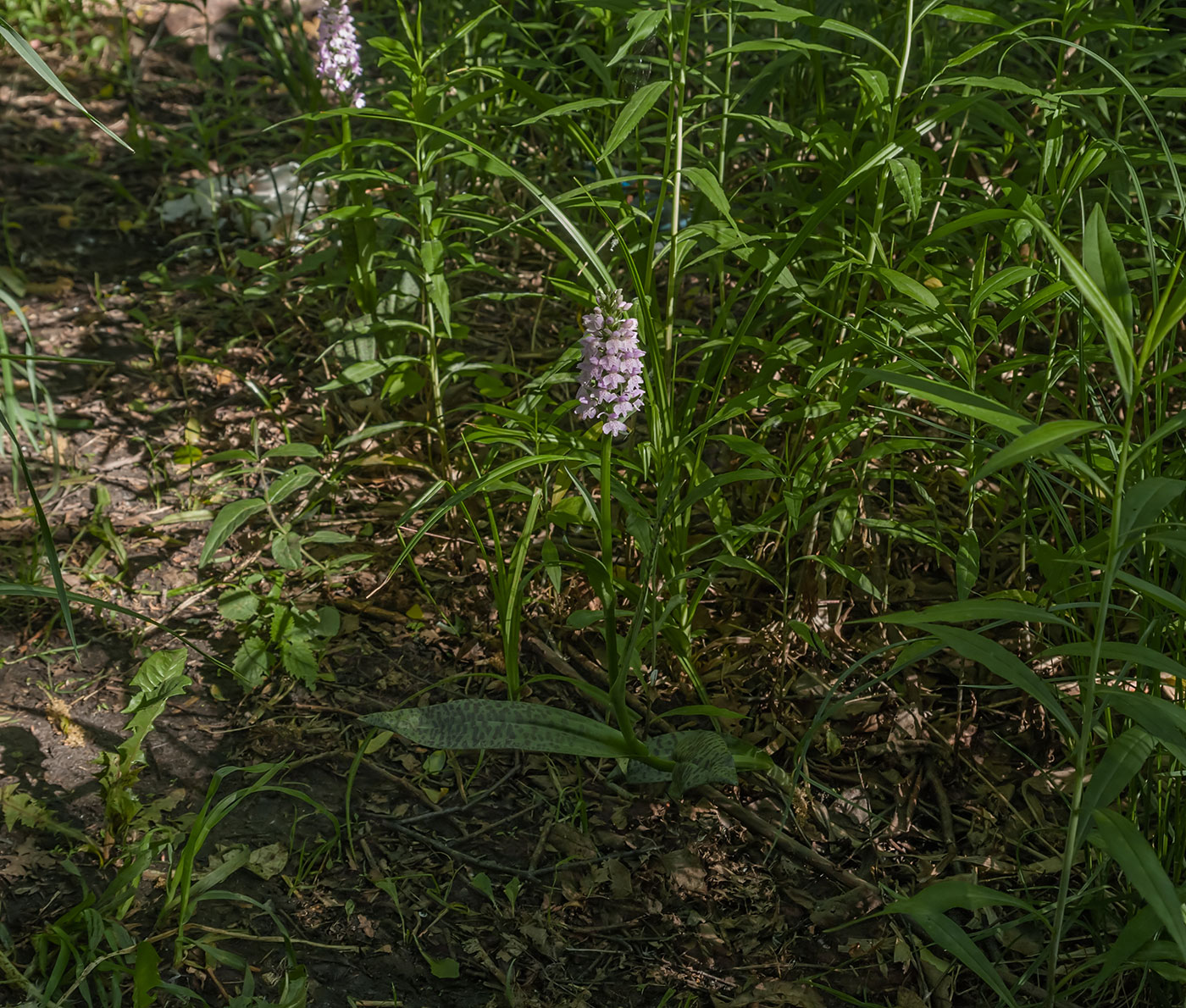 Image of Dactylorhiza baltica specimen.