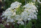 Conium maculatum