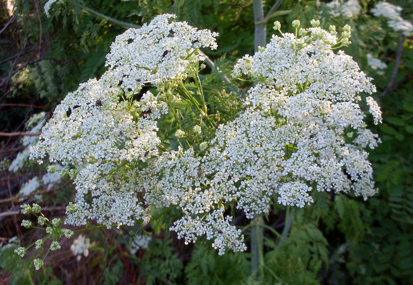 Image of Conium maculatum specimen.