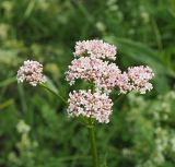 Valeriana officinalis