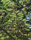 Larix kamtschatica