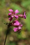 Viscaria vulgaris
