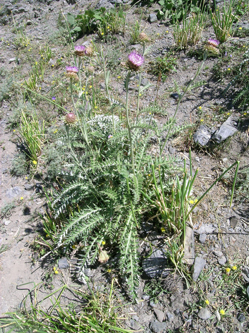 Image of Cousinia korshinskyi specimen.