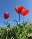 Tulipa greigii