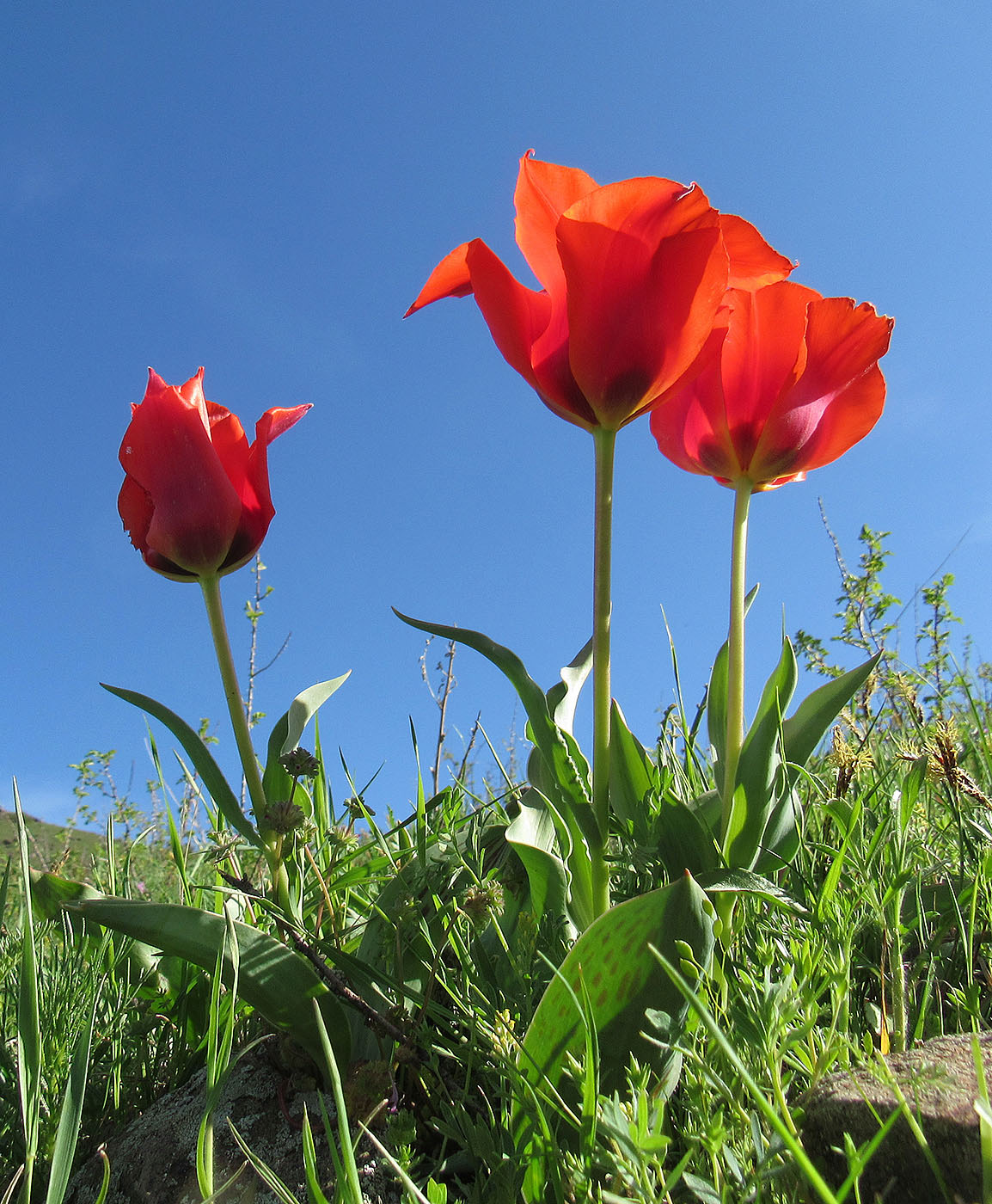 Image of Tulipa greigii specimen.