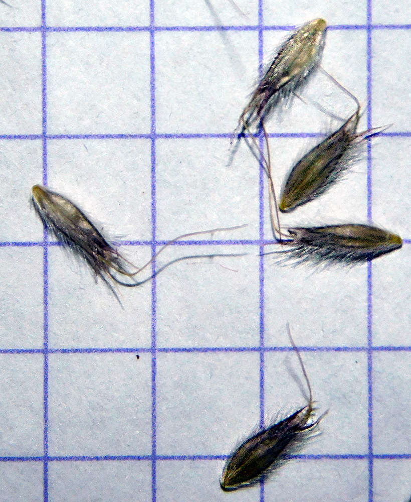Image of Alopecurus vaginatus specimen.
