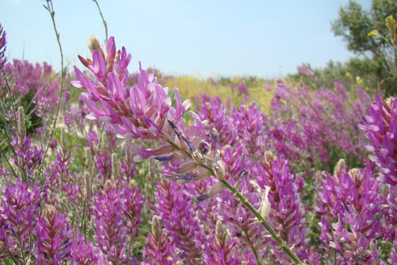 Изображение особи Astragalus varius.