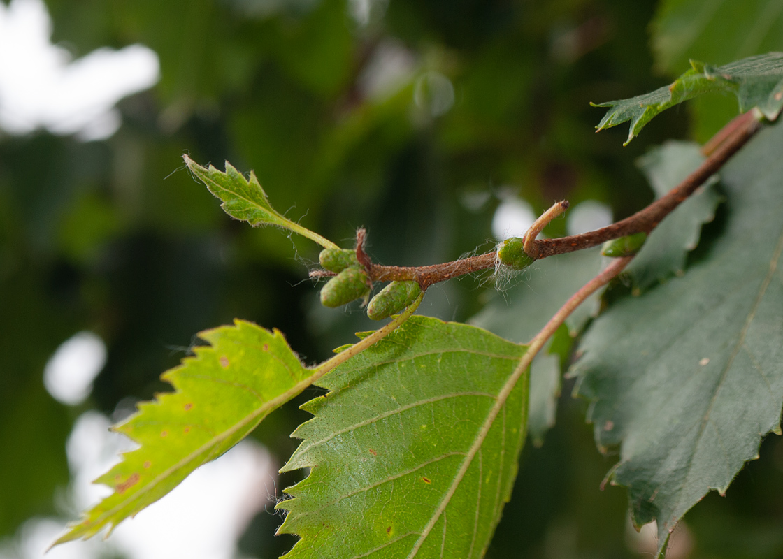 Image of Betula ermanii specimen.