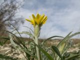 Scorzonera turkeviczii