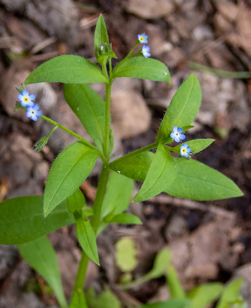 Image of Myosotis sparsiflora specimen.