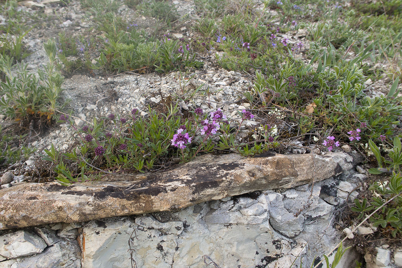 Image of Thymus elenevskyi specimen.