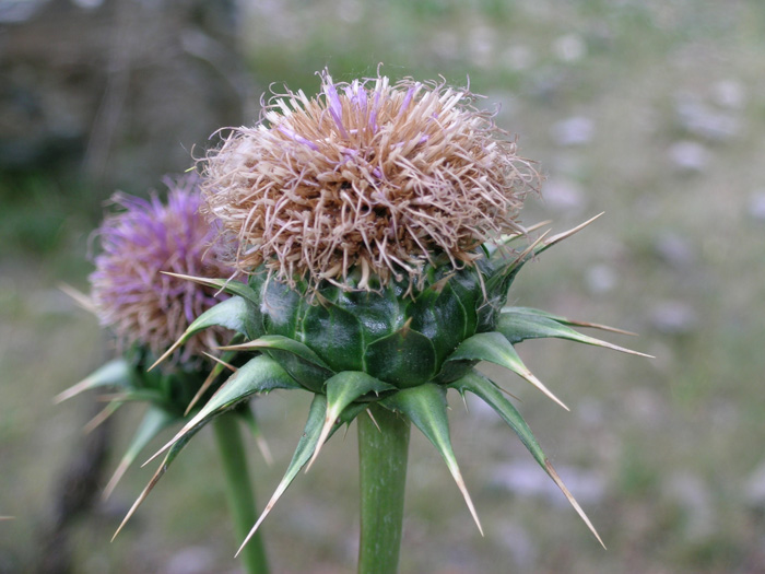 Image of Hypacanthium echinopifolium specimen.