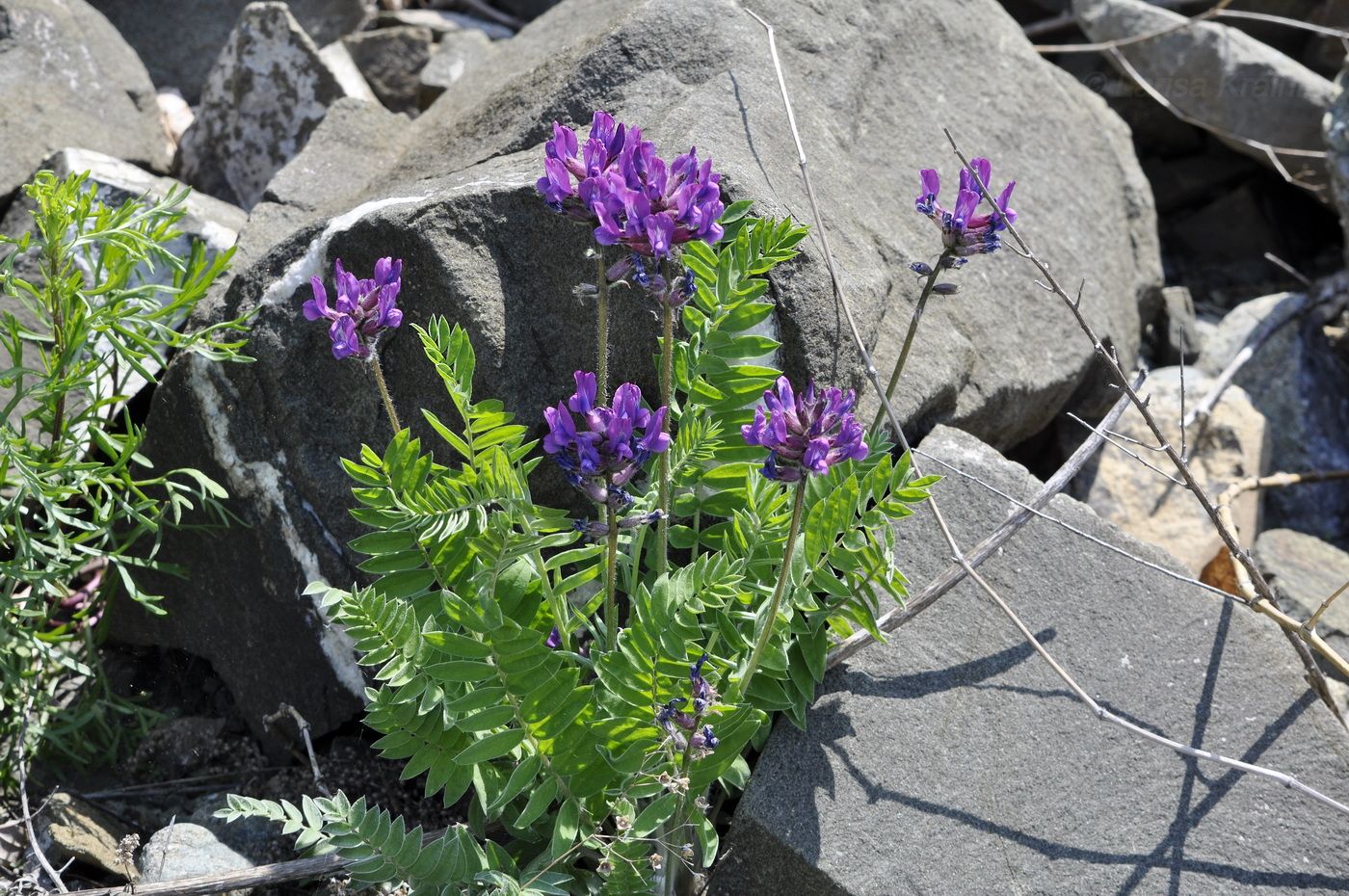 Image of Oxytropis ruthenica specimen.