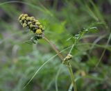 Artemisia latifolia. Верхушка цветущего растения. Пермский край, Кунгурский р-н, окр. с. Плехановское, ур. Спасская гора, скальное обнажение. 23.06.2025.