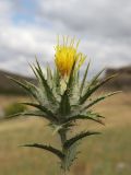 Carthamus lanatus. Верхушка побега с соцветием, опутанные паутиной. Крым, Симферопольский р-н, окр. с. Живописное, дол. р. Чуюнча, степь. 22 июня 2025 г.