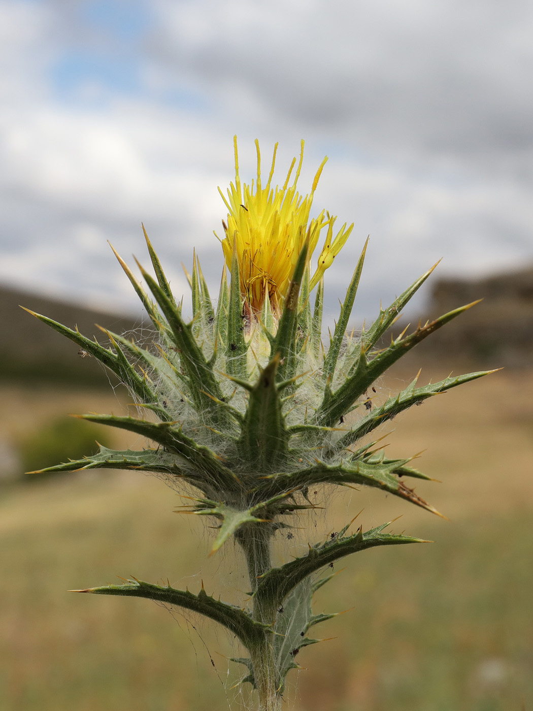 Image of Carthamus lanatus specimen.