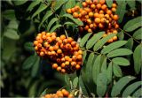 Sorbus aucuparia. Соплодие с незрелыми плодами и листья. Московская обл., Раменский р-н, окр. дер. Хрипань, садовый участок. 24.07.2025.