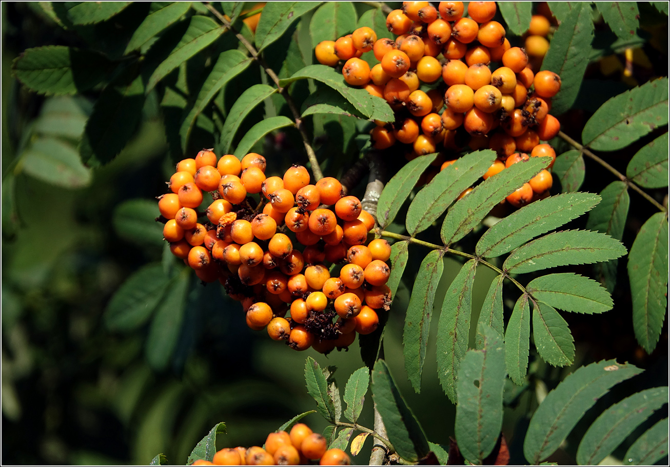 Image of Sorbus aucuparia specimen.