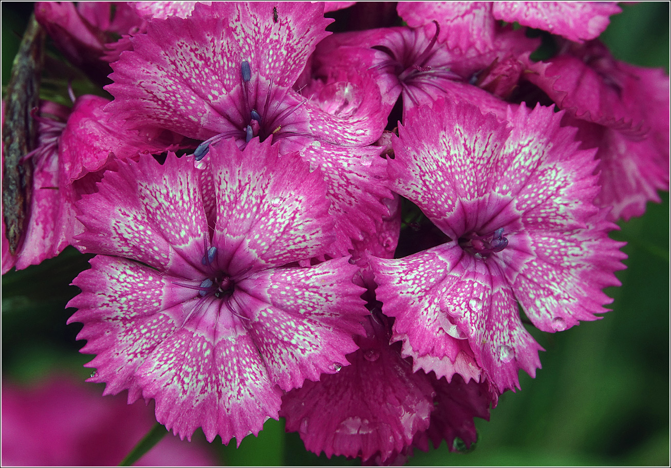 Image of Dianthus barbatus specimen.
