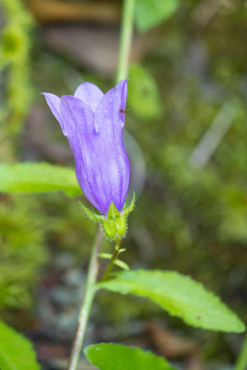 Изображение особи Campanula komarovii.
