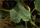 Melothria scabra. Лист. Московская обл., Раменский р-н, окр. дер. Хрипань, садовый участок. 14.09.2025.