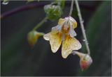 Impatiens parviflora
