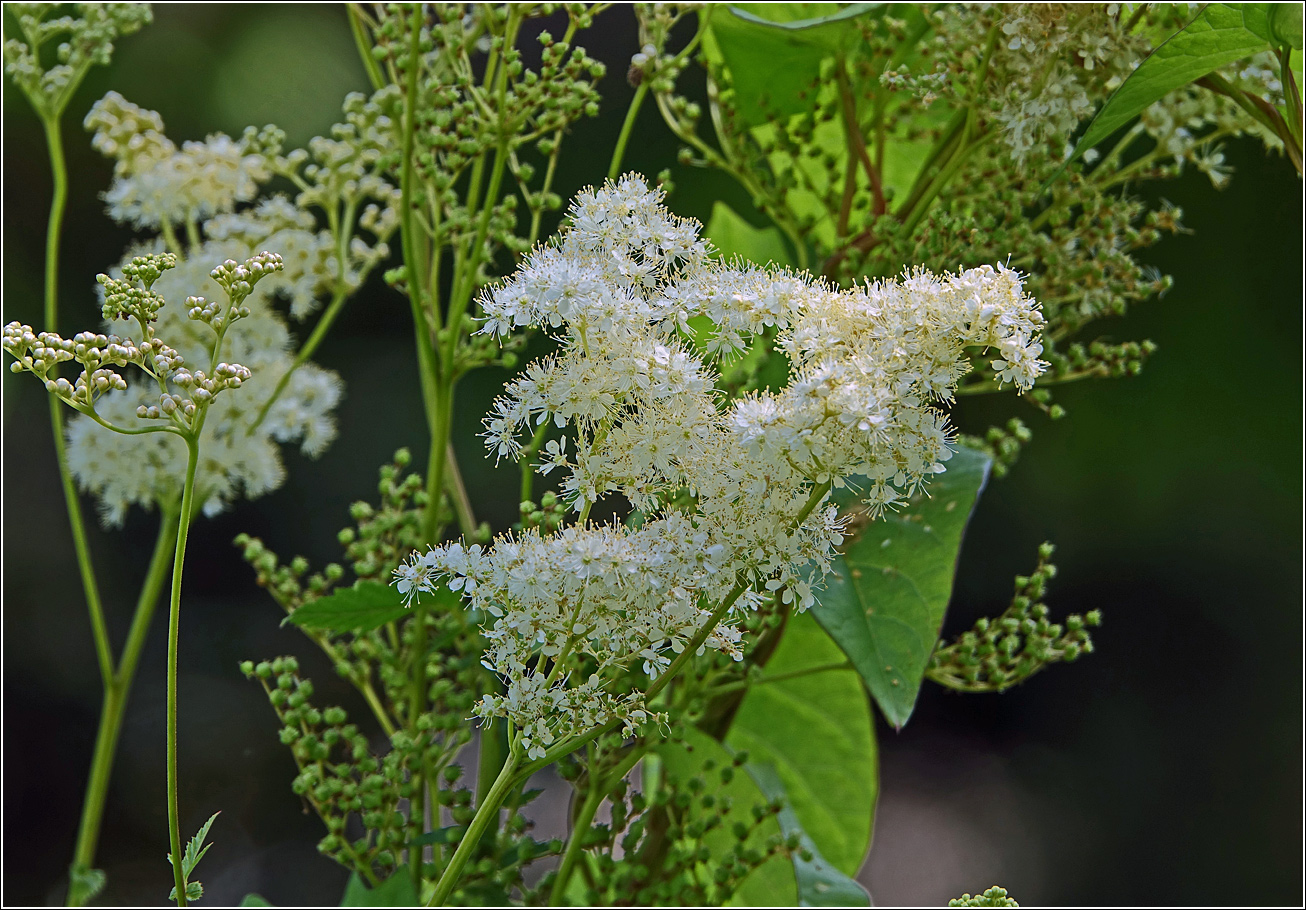 Изображение особи Filipendula ulmaria.