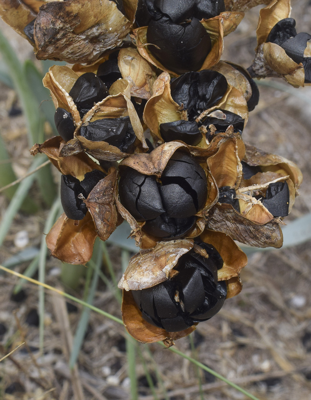 Image of Pancratium maritimum specimen.
