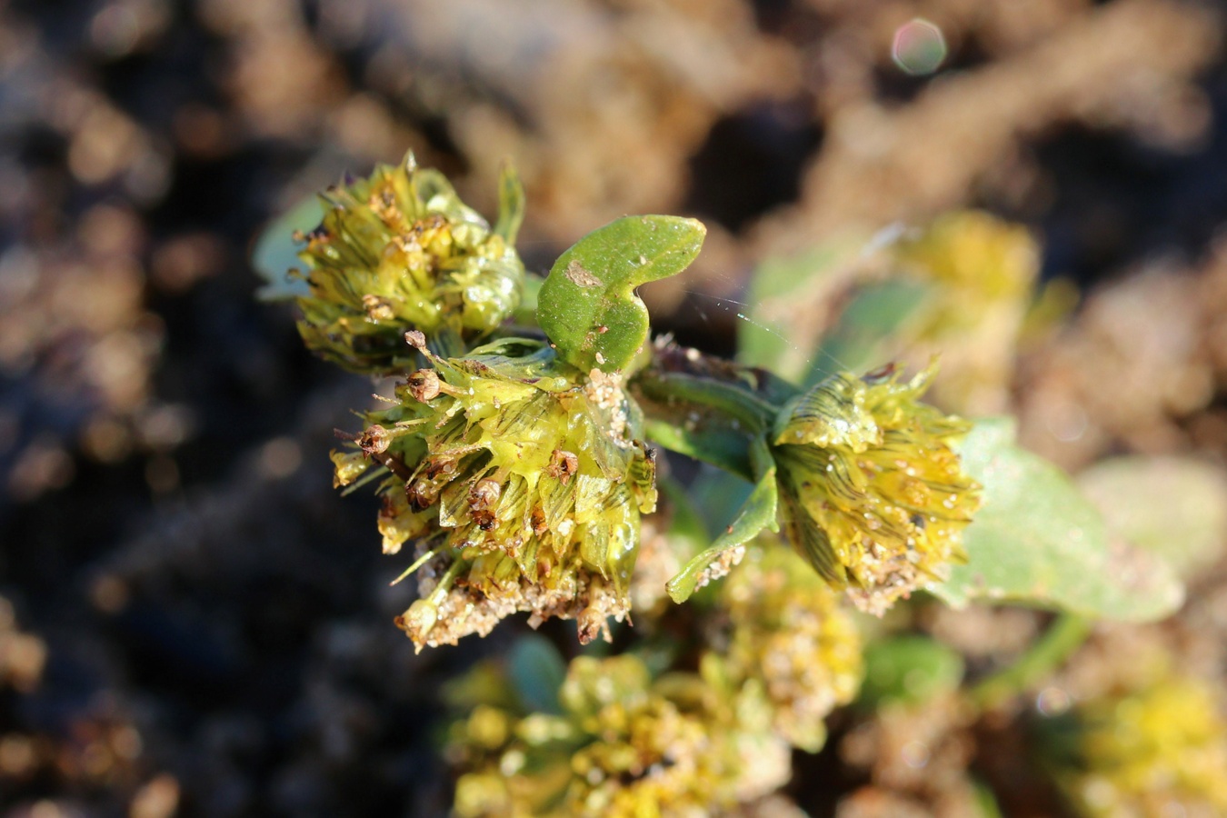 Image of Bidens cernua specimen.