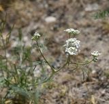 Image of taxon representative. Author is Александр Лебедев