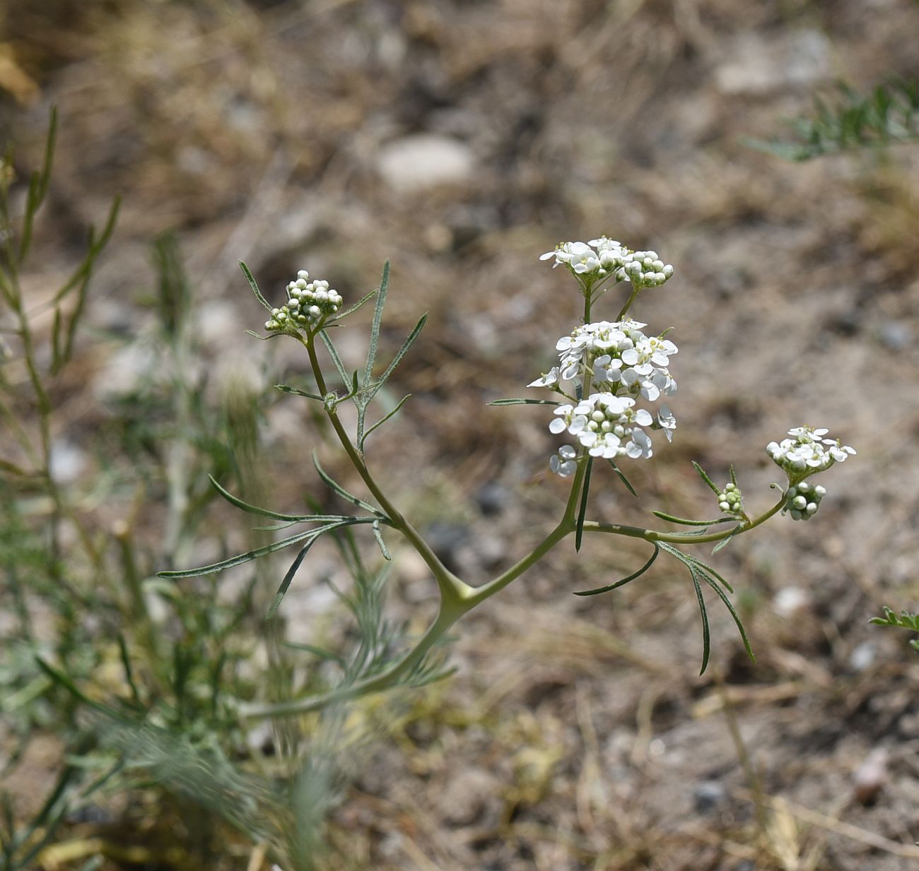 Image of Lepidium vesicarium specimen.
