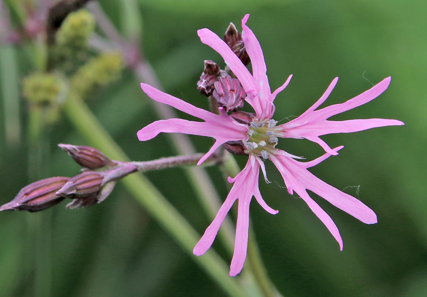 Изображение особи Coccyganthe flos-cuculi.