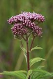 Eupatorium cannabinum. Верхушка растения с расцветающим соцветием. Белгородская обл., Ракитянский р-н, окр. с. Венгеровка; пойма р. Пена, заливаемый талыми водами луг. 19 июля 2022 г.