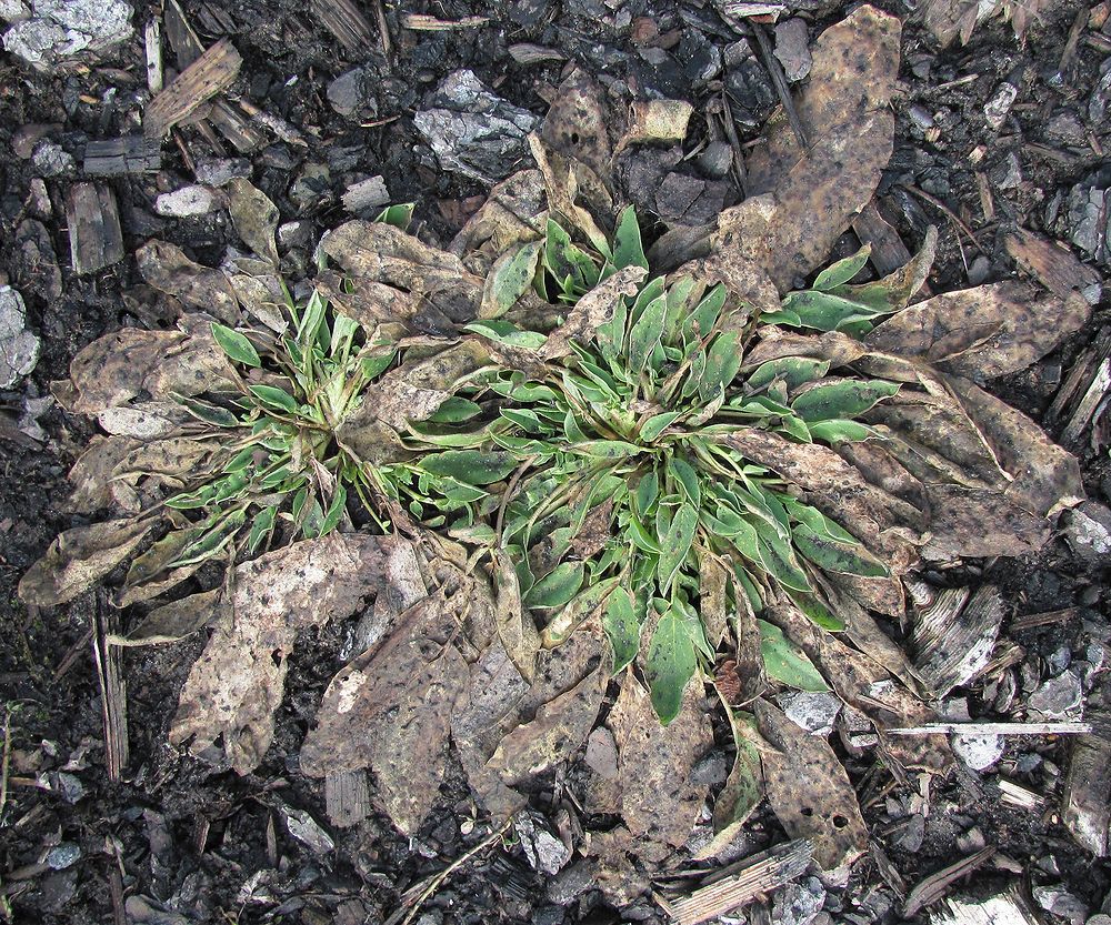 Image of Anthyllis arenaria specimen.