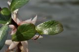 Ludwigia adscendens