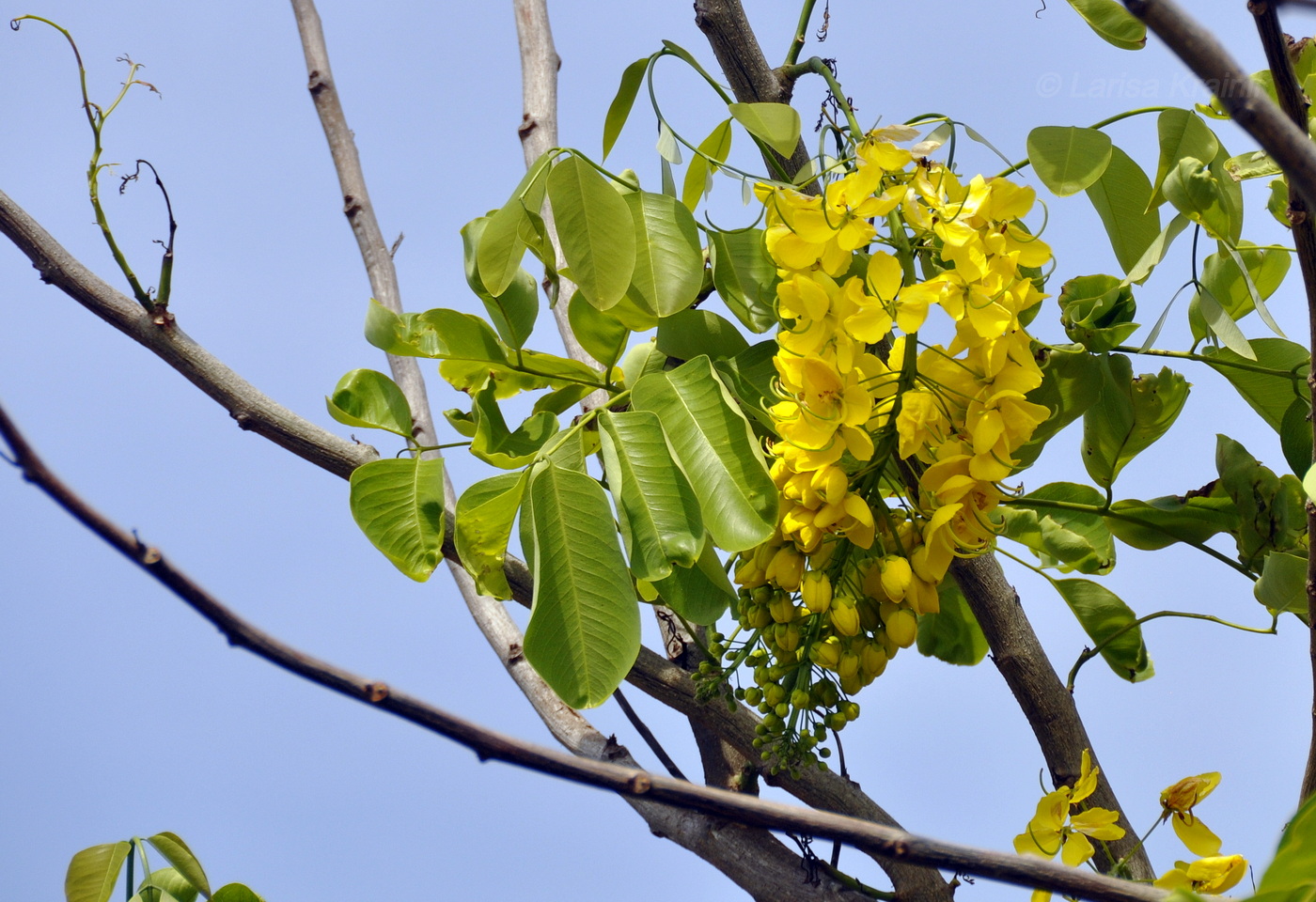 Изображение особи Cassia fistula.