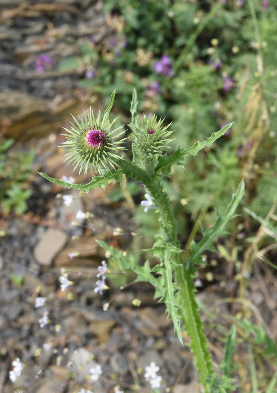 Image of Unknown species specimen.