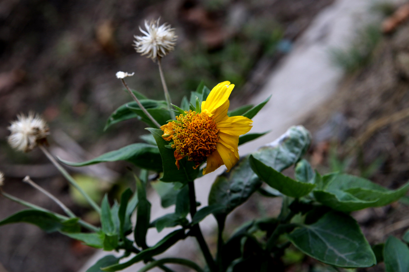Image of genus Rudbeckia specimen.