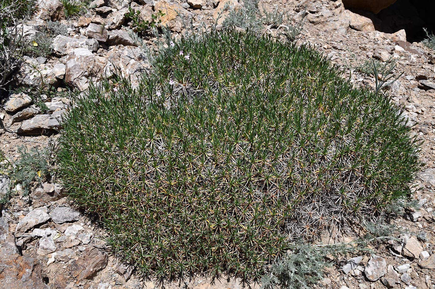 Image of Acantholimon sarytavicum specimen.